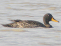 Yellow-billed Duck